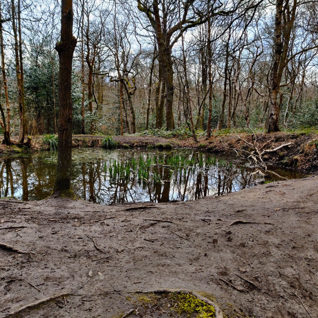 Small pond in Adel Woods along the Meanwood Valley Trail