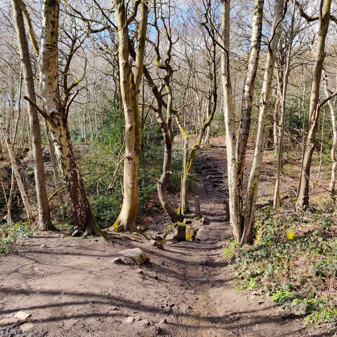 Muddy path through Adel Woods along the Meanwood Valley Trail